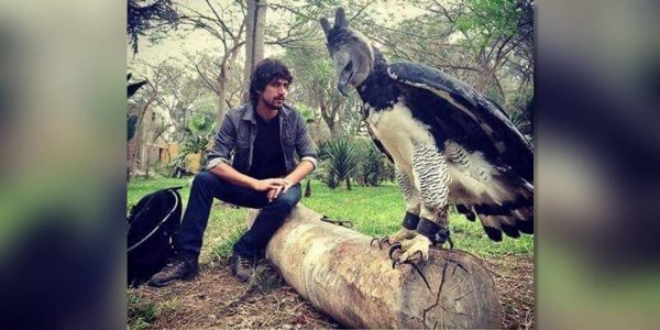 Foto de gigantesca águila arpía al lado de un hombre se vuelve viral